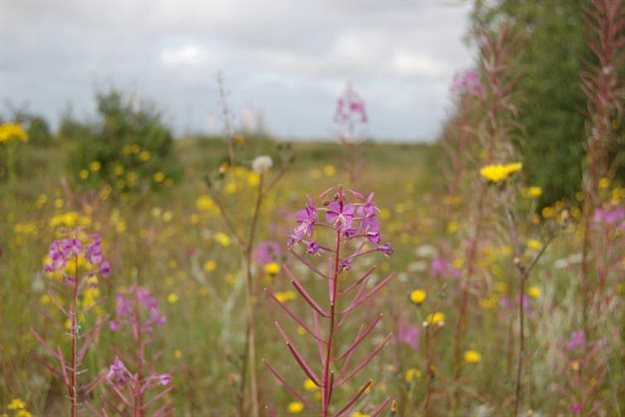 The brownfield ‘wasteland’ at Canvey Wick, Essex, represents one of the most biodiverse sites in the UK.
